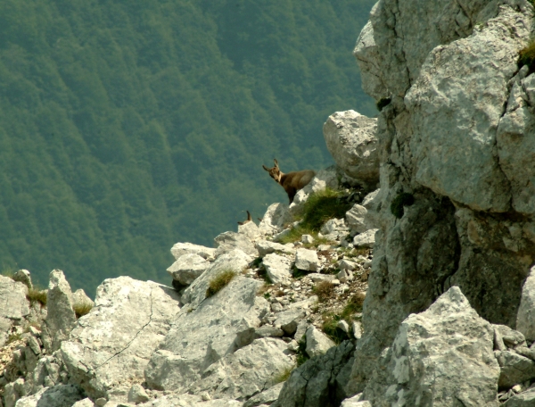 Camoscio d''Abruzzo Rupicapra pyrenaica ornata